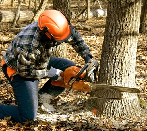 Tree Removal in Baldwin Place, NY